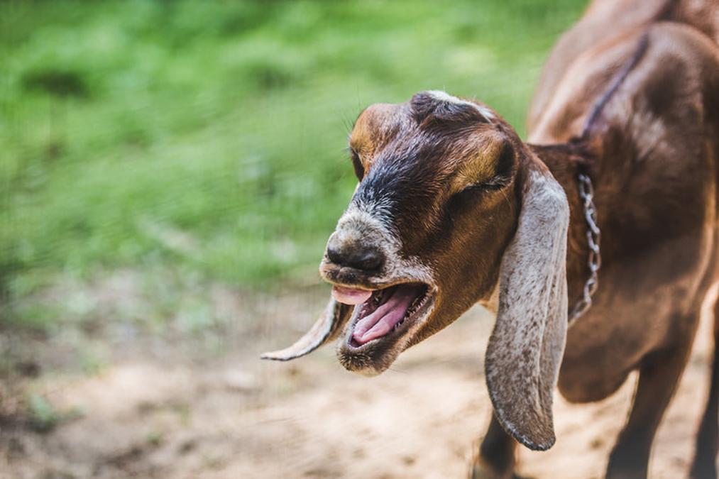 a brown dog with a white muzzle - goat laughing